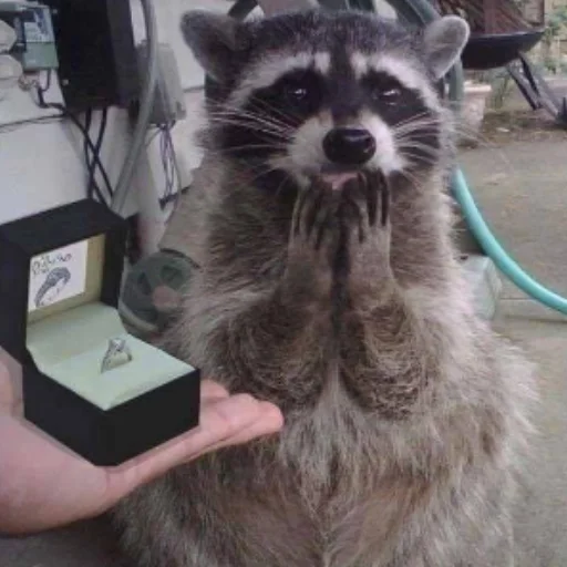 💍 Стикер «Енотики» для Telegram