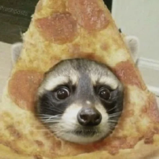 🍕 Стикер «Енотики» для Telegram