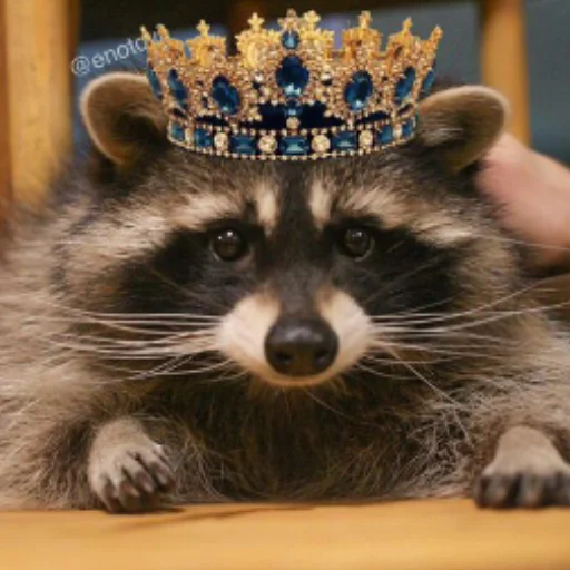 👑 Стикер «Енотики» для Telegram