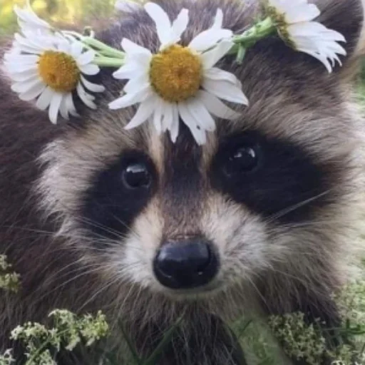🌼 Стикер «Енотики» для Telegram