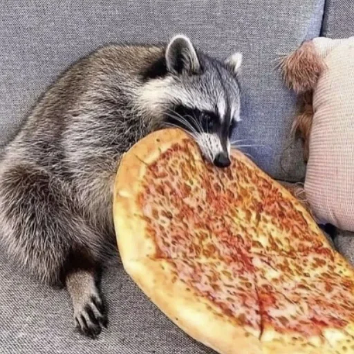 🍕 Стикер «Енотики» для Telegram