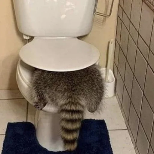 🚽 Стикер «Енотики» для Telegram