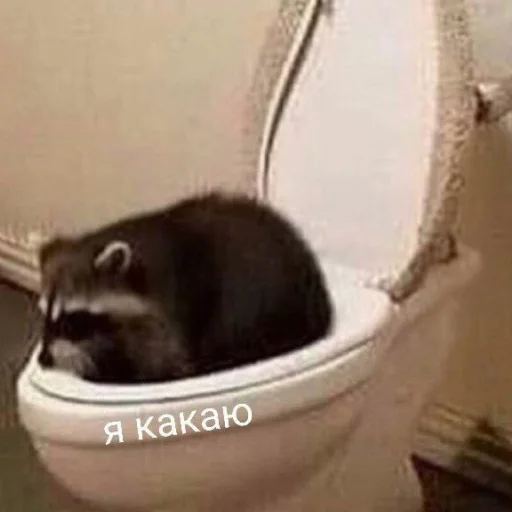 🚽 Стикер «Еноты» для Telegram