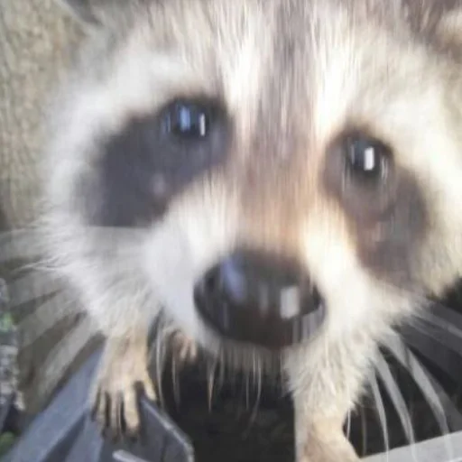 🦝 Стикер «Еноты» для Telegram