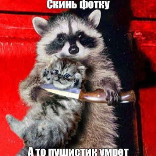 😡 Стикер «Еноты» для Telegram