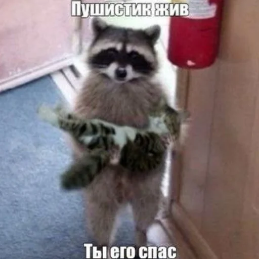 🥳 Стикер «Еноты» для Telegram