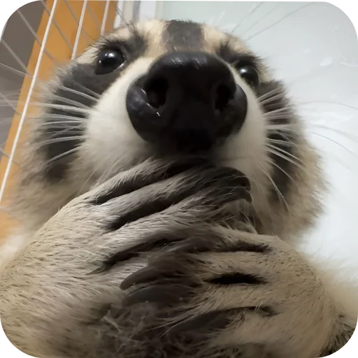 🫢 Стикер «Енотики 1» для Telegram