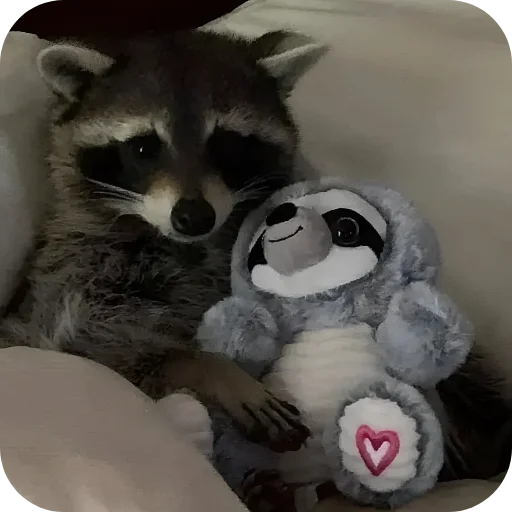 😊 Стикер «Енотики 1» для Telegram