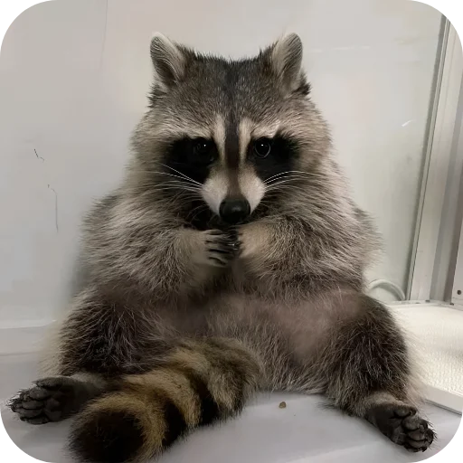 😁 Стикер «Енотики 1» для Telegram
