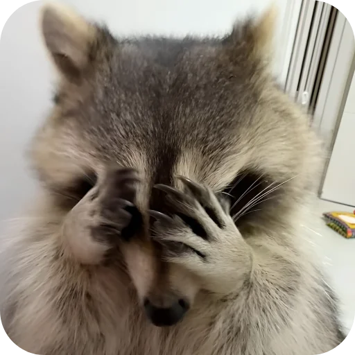 🫢 Стикер «Енотики 1» для Telegram