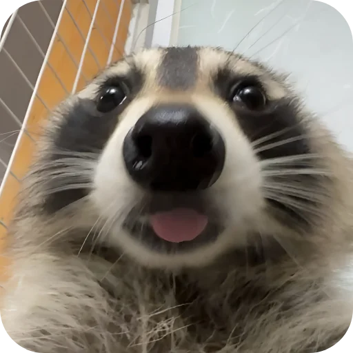 😋 Стикер «Енотики 1» для Telegram