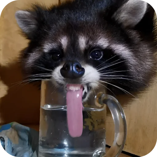 😋 Стикер «Енотики 1» для Telegram