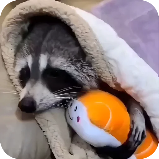 🥰 Стикер «Енотики 1» для Telegram