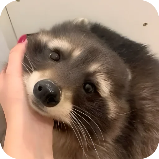 😊 Стикер «Енотики 1» для Telegram