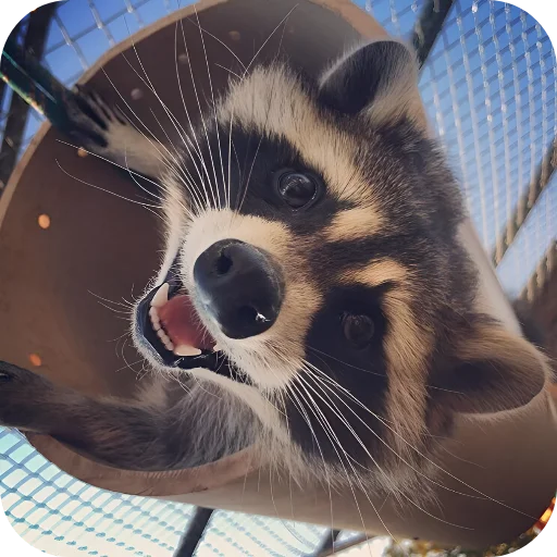 😄 Стикер «Енотики 1» для Telegram