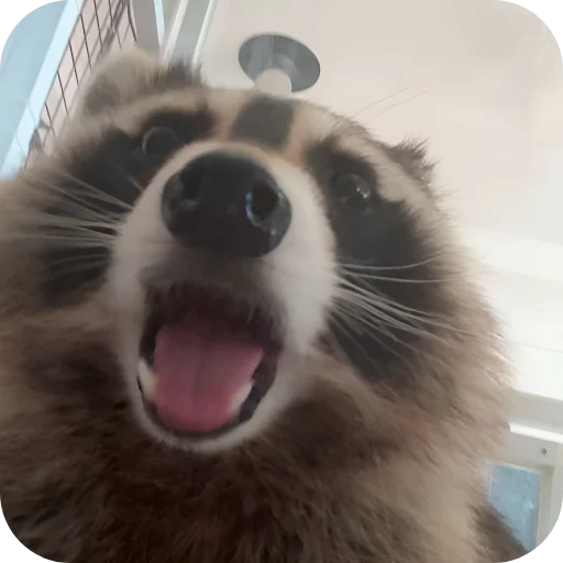 😋 Стикер «Енотики 1» для Telegram