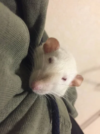 😙 Стикер «Epic rat» для Telegram