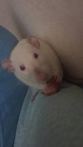 🥨 Стикер «Epic rat» для Telegram