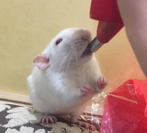 🥛 Стикер «Epic rat» для Telegram