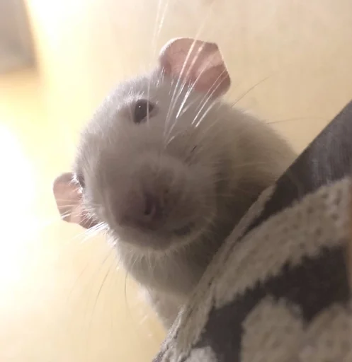 😦 Стикер «Epic rat» для Telegram