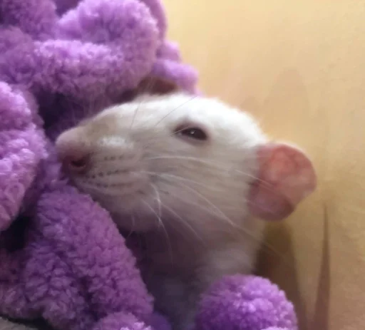 🧐 Стикер «Epic rat» для Telegram