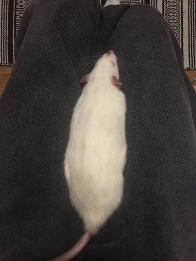 💧 Стикер «Epic rat» для Telegram