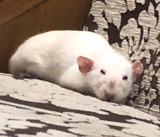 😌 Стикер «Epic rat» для Telegram