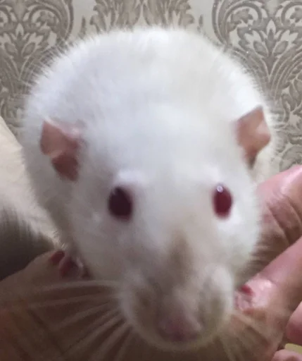 😀 Стикер «Epic rat» для Telegram