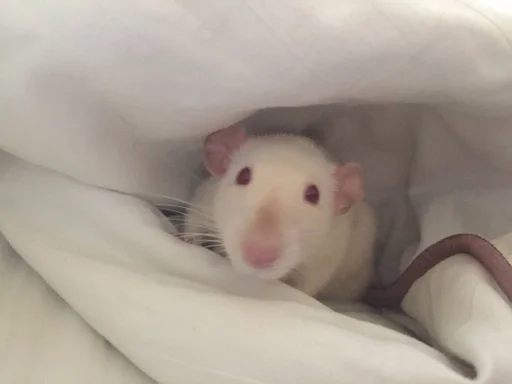 😳 Стикер «Epic rat» для Telegram