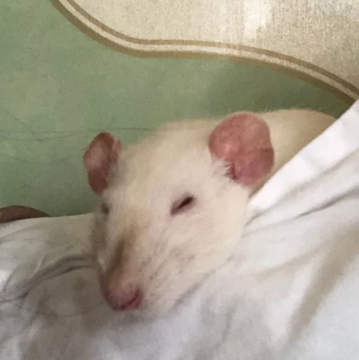 😪 Стикер «Epic rat» для Telegram
