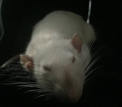 🥱 Стикер «Epic rat» для Telegram