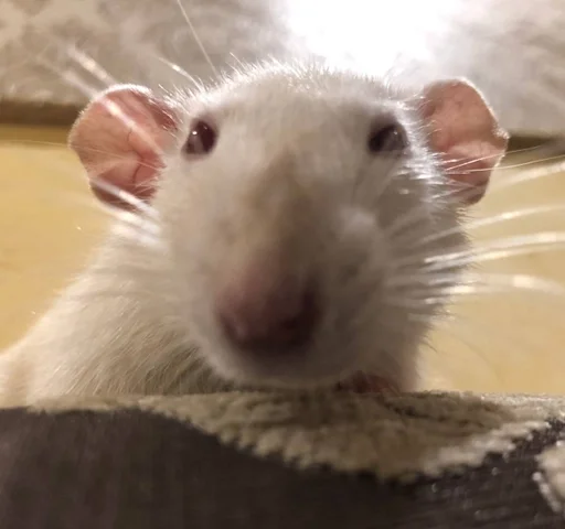 😥 Стикер «Epic rat» для Telegram