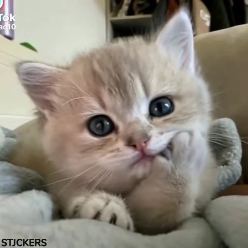 🥹 Стикер «Top Video Stickers» для Telegram
