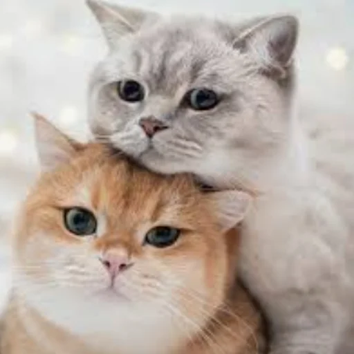 😺 Стикер «Erik show» для Telegram