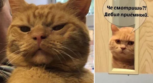 😾 Стикер «зикара» для Telegram