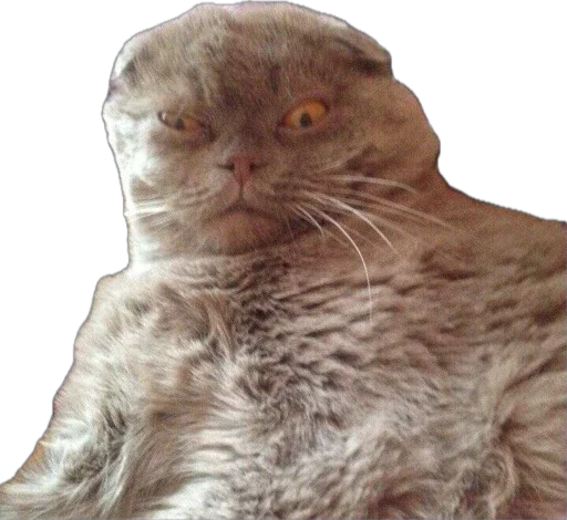 🐱 Стикер «Esche» для Telegram