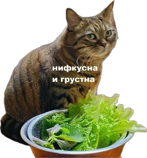 🐱 Стикер «Esche» для Telegram