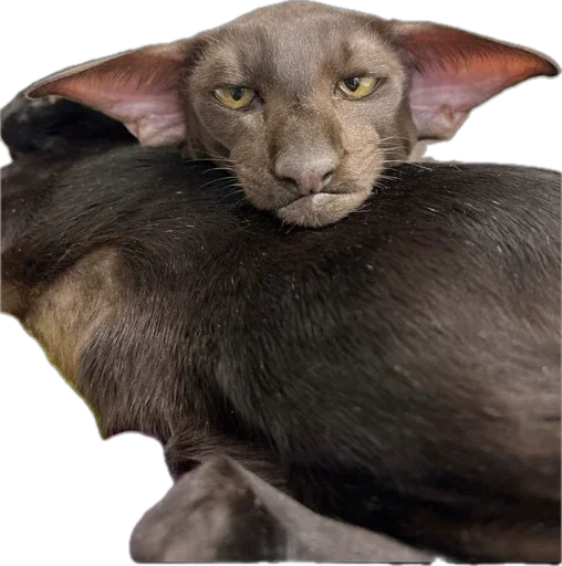 🐱 Стикер «Esche» для Telegram