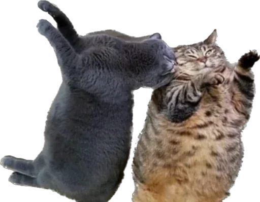 🐱 Стикер «Esche» для Telegram