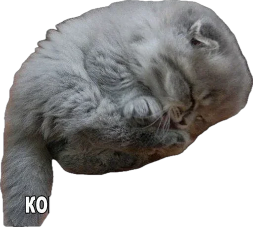 🐱 Стикер «Esche» для Telegram
