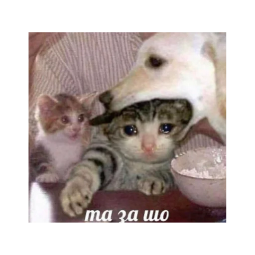 😭 Стикер «ЭТО ЖИЗНЬ» для Telegram