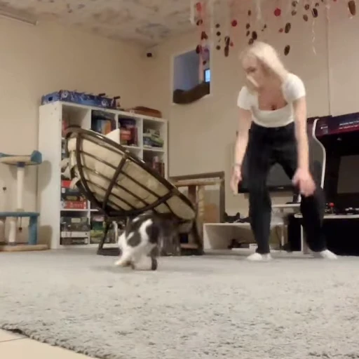 🐱 Стикер «Evmurкино» для Telegram