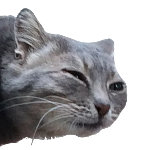 🐱 Стикер «Experimental stickers» для Telegram