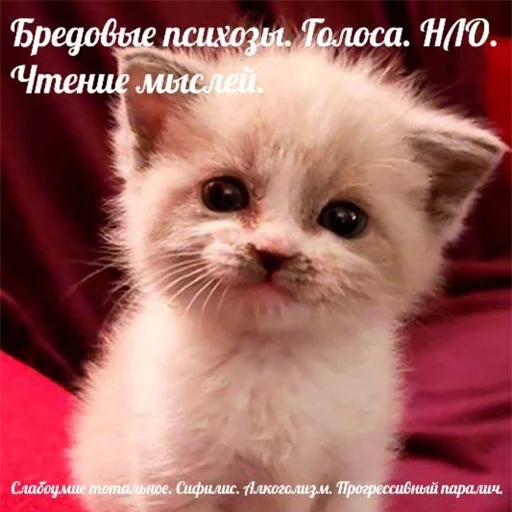 🫠 Стикер «explain ur smolness» для Telegram
