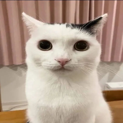 😐 Стикер «explain ur smolness» для Telegram