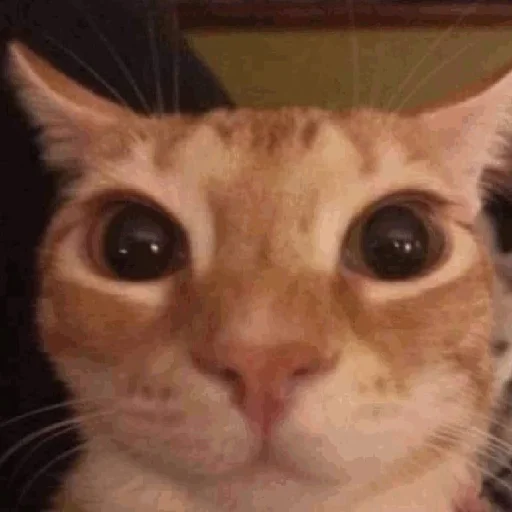 😐 Стикер «explain ur smolness» для Telegram