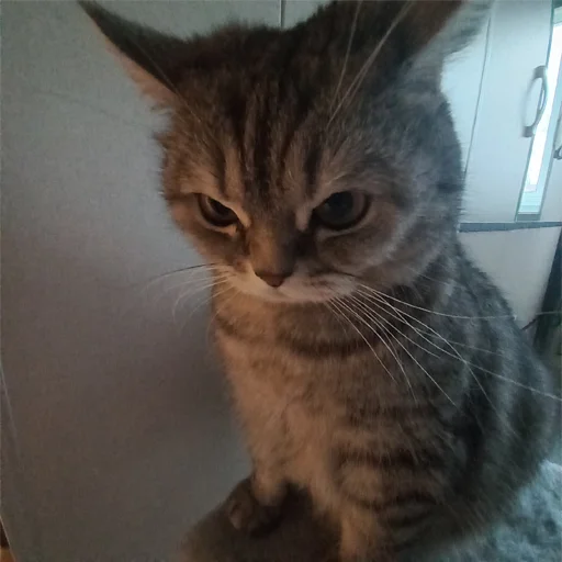 😡 Стикер «explain ur smolness» для Telegram