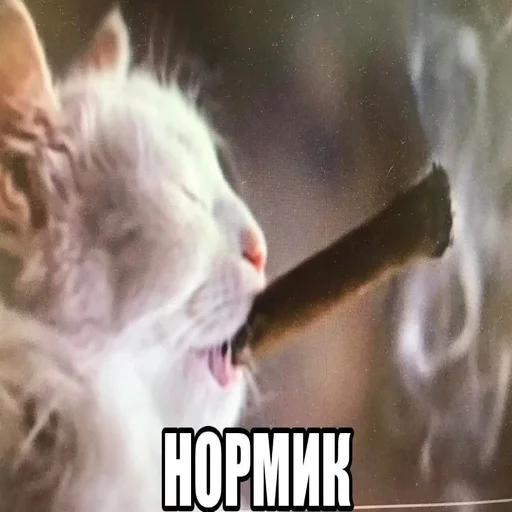 😏 Стикер «explain ur smolness» для Telegram