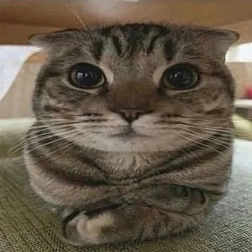 🤔 Стикер «explain ur smolness» для Telegram