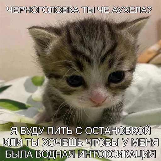 🤬 Стикер «explain ur smolness» для Telegram